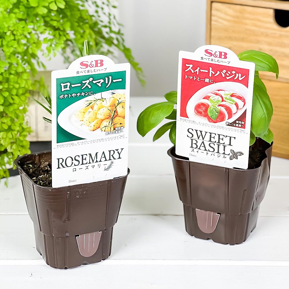 PLANCHU ハーブ苗 S&B お試し2種セット ローズマリー ＆ スイートバジル 3号ポット エスビー食品 フレッシュハーブ コンパニオンプランツ ベランダ菜園 家庭菜園