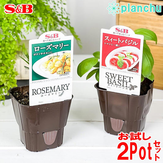 PLANCHU ハーブ苗 S&B お試し2種セット ローズマリー ＆ スイートバジル 3号ポット エスビー食品 フレッシュハーブ コンパニオンプランツ ベランダ菜園 家庭菜園