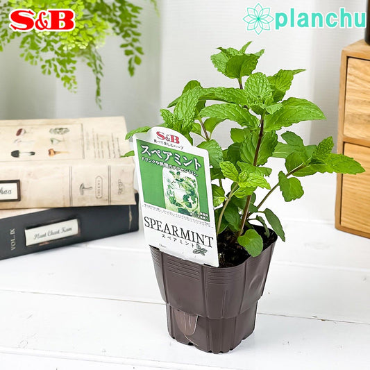 PLANCHU ハーブ苗 S&B スペアミント 3号ポット エスビー食品 フレッシュハーブ コンパニオンプランツ ベランダ菜園 家庭菜園 JAN4901002604288