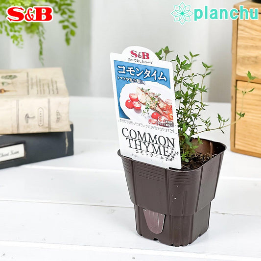 PLANCHU ハーブ苗 S&B コモンタイム 3号ポット エスビー食品 フレッシュハーブ コンパニオンプランツ ベランダ菜園 家庭菜園 JAN4901002604257