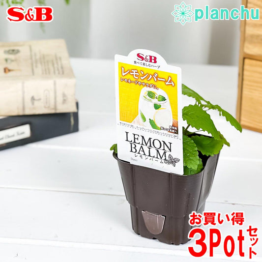 PLANCHU ハーブ苗 S&B レモンバーム 3号ポット 3ポットセット エスビー食品 フレッシュハーブ コンパニオンプランツ ベランダ菜園 家庭菜園