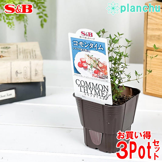 PLANCHU ハーブ苗 S&B コモンタイム 3号ポット 3ポットセット エスビー食品 フレッシュハーブ コンパニオンプランツ ベランダ菜園 家庭菜園