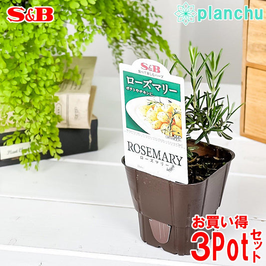 PLANCHU ハーブ苗 S&B ローズマリー 3号ポット 3ポットセット エスビー食品 フレッシュハーブ コンパニオンプランツ ベランダ菜園 家庭菜園