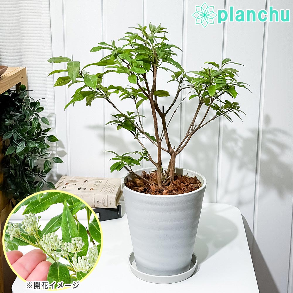 PLANCHU 花木 レモンマートル 6号鉢 受け皿付き 育て方説明書付き Backhousia citriodora オージープランツ ハーブ苗 庭木