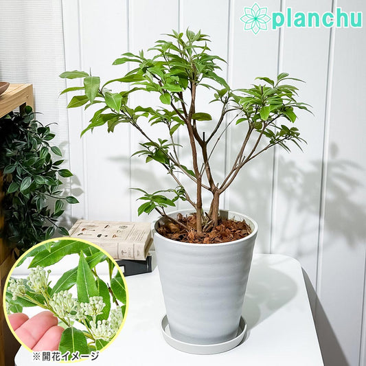 PLANCHU 花木 レモンマートル 6号鉢 受け皿付き 育て方説明書付き Backhousia citriodora オージープランツ ハーブ苗 庭木