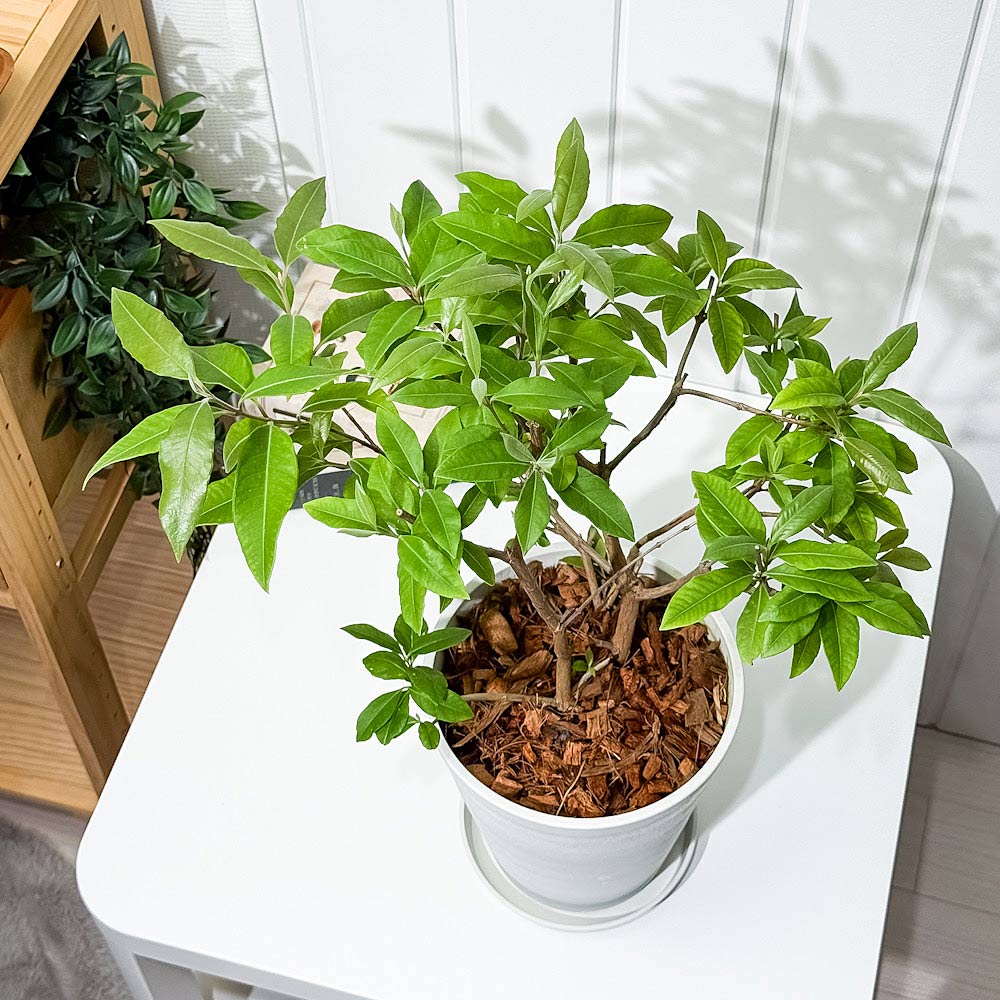 PLANCHU 花木 レモンマートル 6号鉢 受け皿付き 育て方説明書付き Backhousia citriodora オージープランツ ハーブ苗 庭木