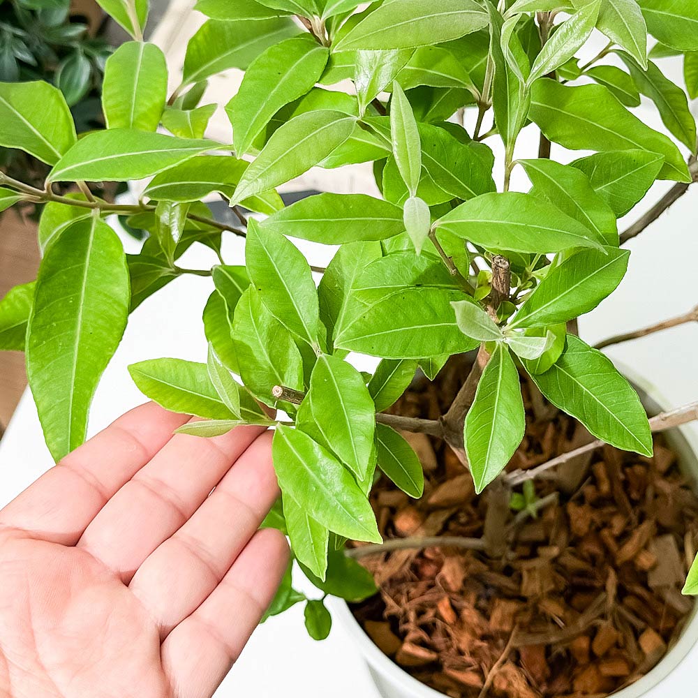 PLANCHU 花木 レモンマートル 6号鉢 受け皿付き 育て方説明書付き Backhousia citriodora オージープランツ ハーブ苗 庭木