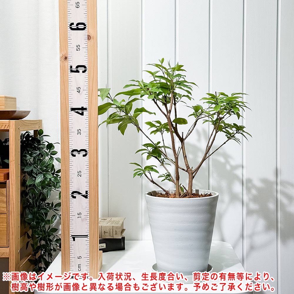 PLANCHU 花木 レモンマートル 6号鉢 受け皿付き 育て方説明書付き Backhousia citriodora オージープランツ ハーブ苗 庭木