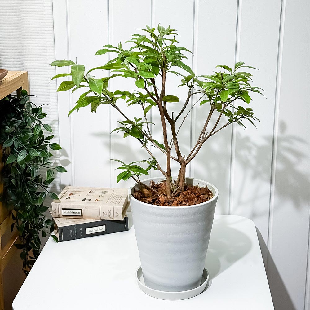 PLANCHU 花木 レモンマートル 6号鉢 受け皿付き 育て方説明書付き Backhousia citriodora オージープランツ ハーブ苗 庭木