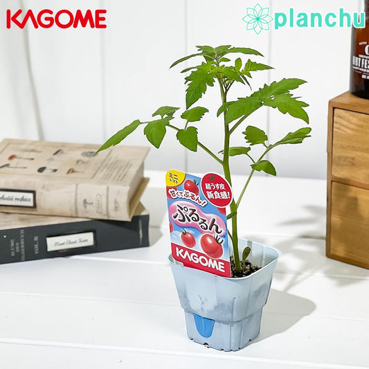 PLANCHU 野菜苗 カゴメ ミニトマト苗 ぷるるん 3号ポット KAGOME ベランダ菜園 家庭菜園