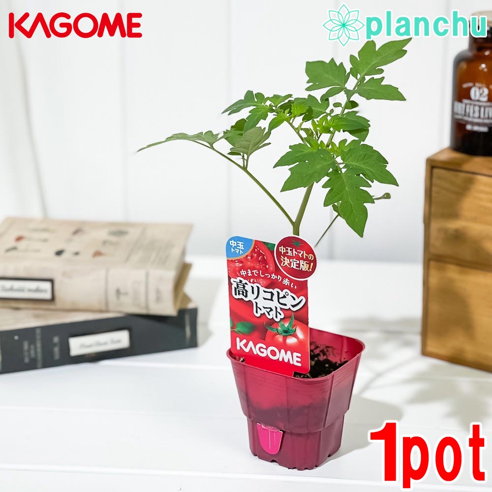 PLANCHU 野菜苗 カゴメ 中玉トマト苗 高リコピン 3号ポット KAGOME ベランダ菜園 家庭菜園