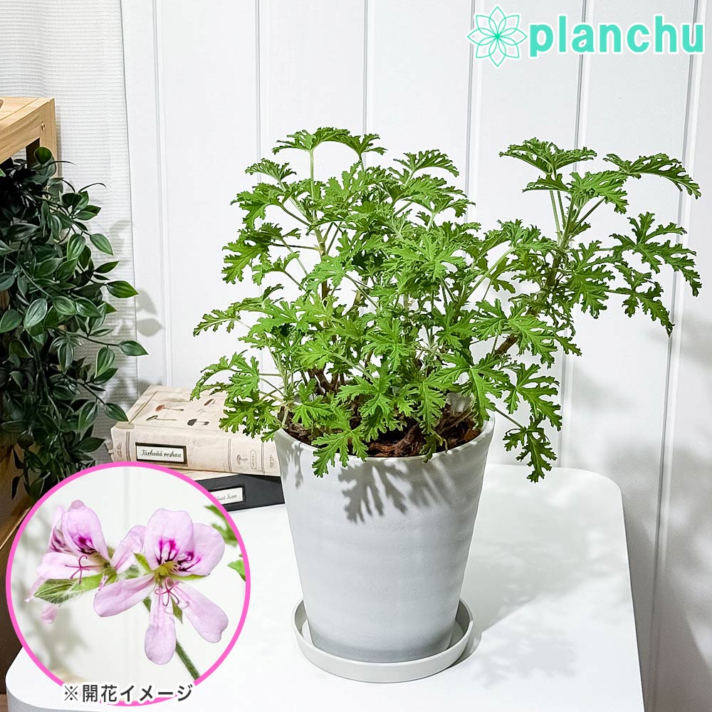 PLANCHU ハーブ苗 センテッドゼラニウム モスキートバスター 6号鉢 受け皿付き 虫除け植物