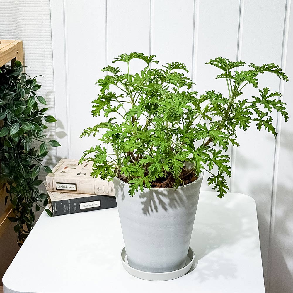 PLANCHU ハーブ苗 センテッドゼラニウム モスキートバスター 6号鉢 受け皿付き 虫除け植物