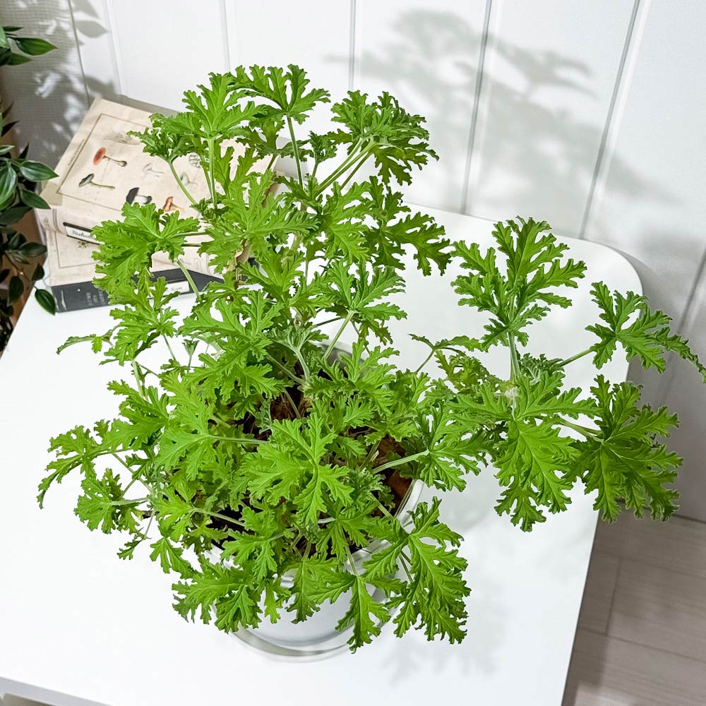 PLANCHU ハーブ苗 センテッドゼラニウム モスキートバスター 6号鉢 受け皿付き 虫除け植物