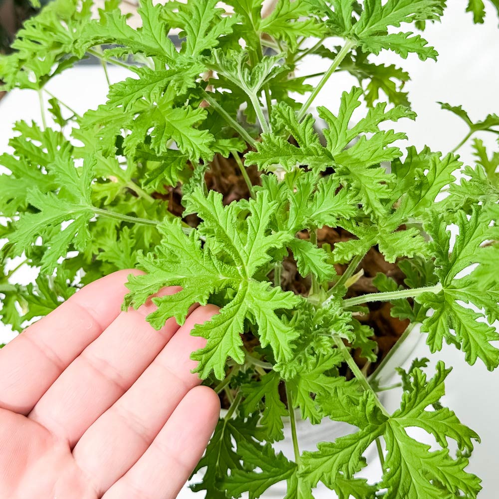 PLANCHU ハーブ苗 センテッドゼラニウム モスキートバスター 6号鉢 受け皿付き 虫除け植物