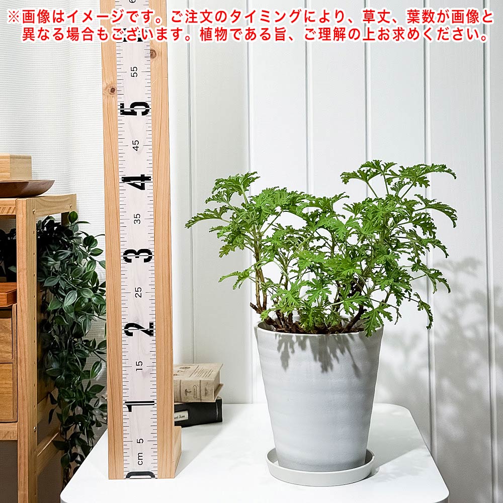 PLANCHU ハーブ苗 センテッドゼラニウム モスキートバスター 6号鉢 受け皿付き 虫除け植物