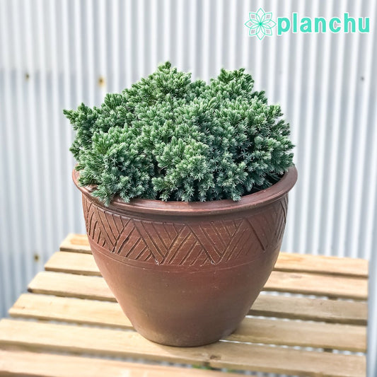 PLANCHU コニファー ジュニペルス ブルースター タイテラコッタ鉢植え 庭木 常緑低木 北欧スタイル グランドカバー