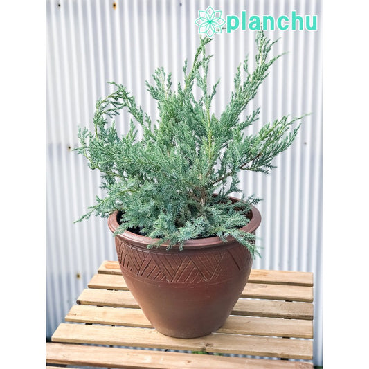 PLANCHU コニファー ジュニペルス ブルーカーペット タイテラコッタ鉢植え 庭木 常緑低木 北欧スタイル グランドカバー