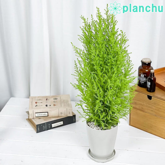 PLANCHU 観葉植物 コニファー ゴールドクレスト ウィルマ 4号鉢 受け皿付き 育て方説明書付き Cupressus macrocarpa ‘Wilma’ 庭木 植木 針葉樹 クリスマスツリー