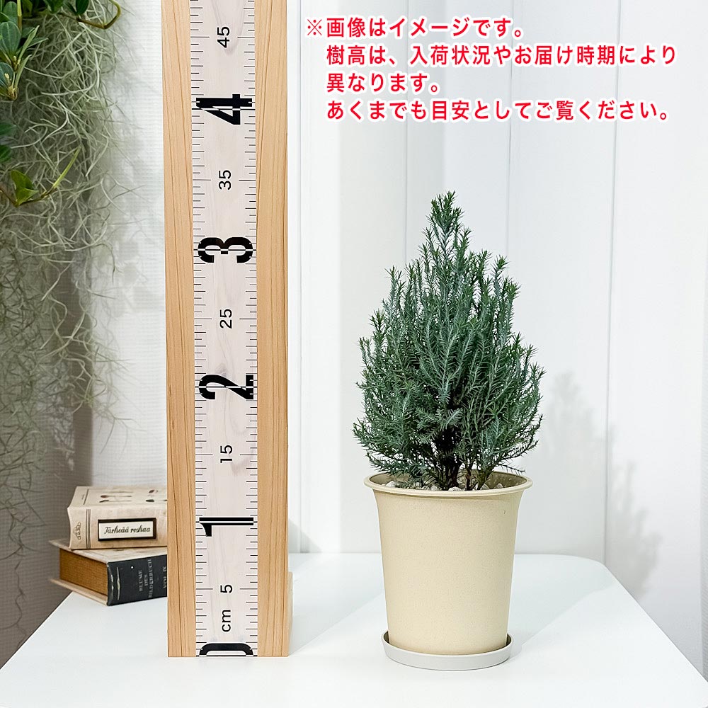 PLANCHU 観葉植物 コニファー シルバースター 4号鉢 受け皿付き 育て方説明書付き Chamaecyparis lawsoniana ‘Ellwoodii’ エルウッディー 庭木 植木 針葉樹 クリスマスツリー