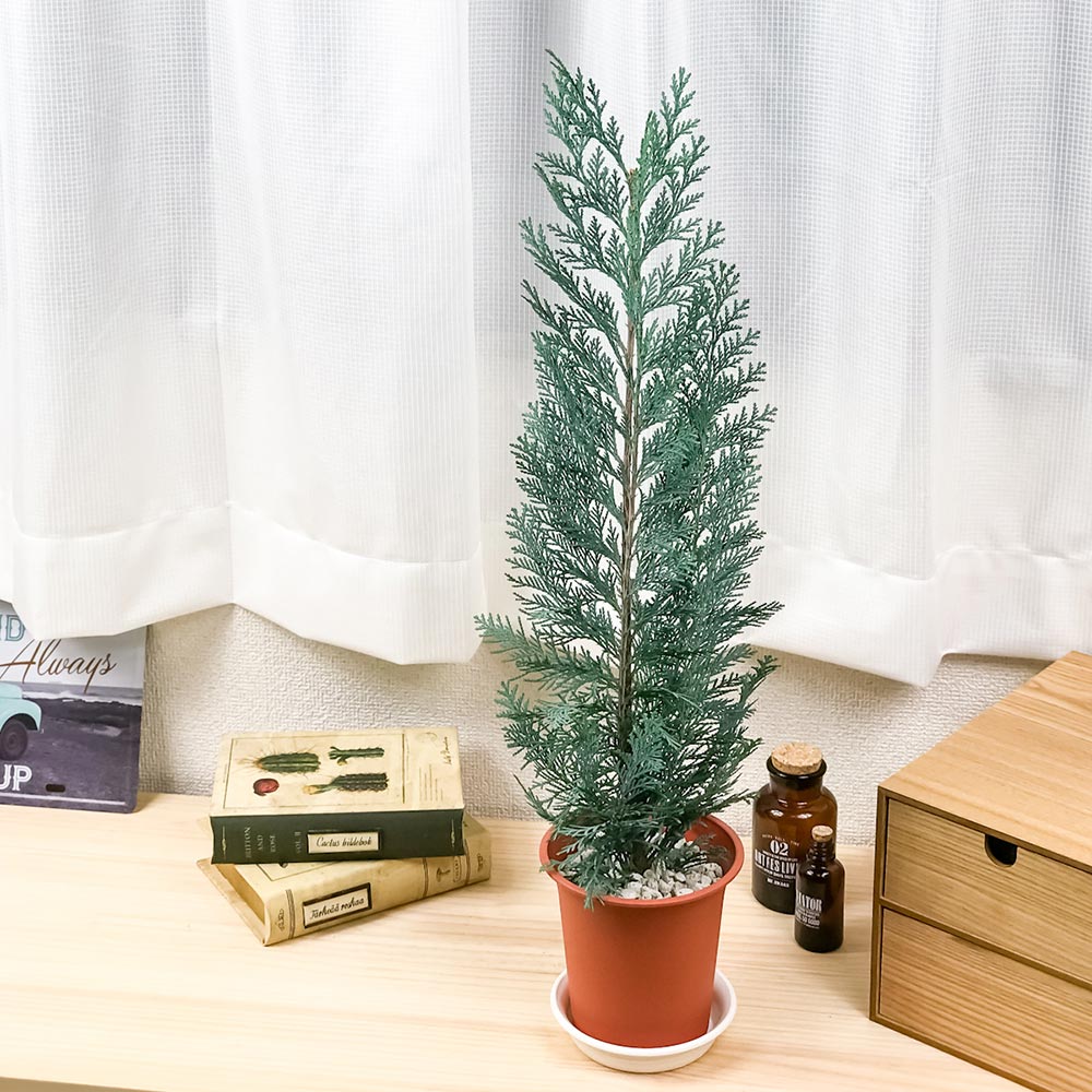 PLANCHU 観葉植物 コニファー コルムナリス 4号鉢 受け皿付き 育て方説明書付き Chamaecyparis lawsoniana ‘Columnaris’ 庭木 植木 針葉樹 クリスマスツリー