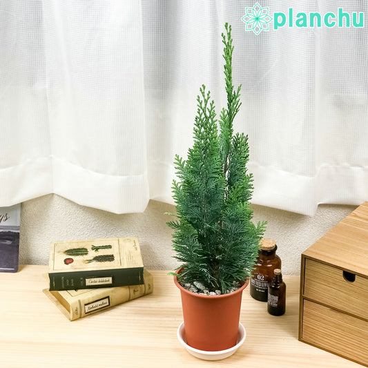 PLANCHU 観葉植物 コニファー アルミゴールド 4号鉢 Chamaecyparis lawsoniana 庭木 植木 針葉樹 クリスマスツリー