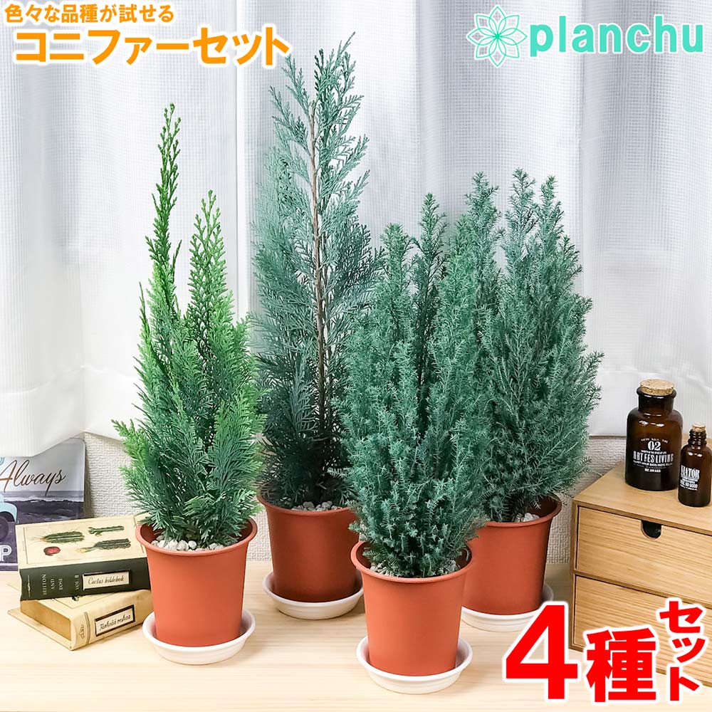 PLANCHU 観葉植物 コニファー 4種セット シルバースター コルムナリス アルミゴールド スノーホワイト 4号鉢 庭木 植木 針葉樹 クリスマスツリー