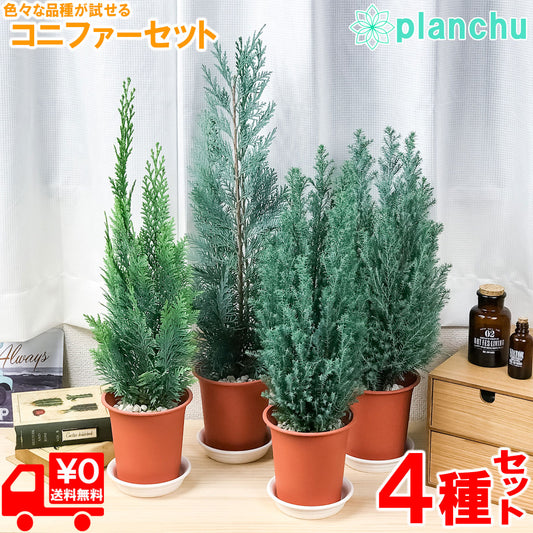 PLANCHU 観葉植物 コニファー 4種セット シルバースター コルムナリス アルミゴールド スノーホワイト 4号鉢 庭木 植木 針葉樹 クリスマスツリー