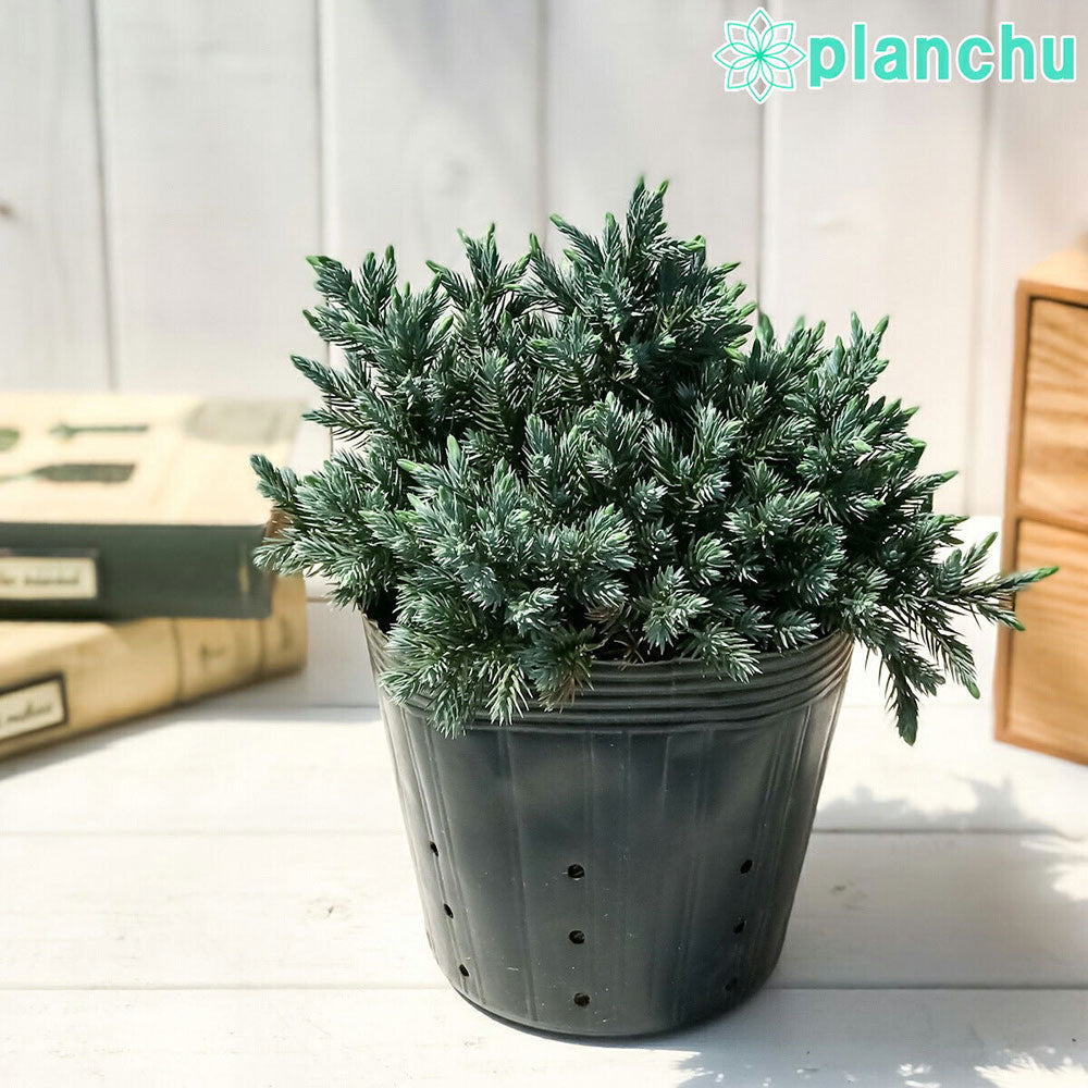 コニファー – 観葉植物専門店プランチュ