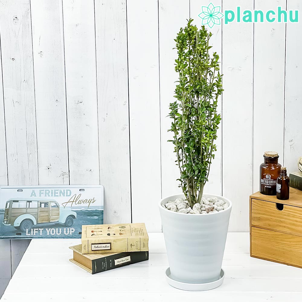 PLANCHU 観葉植物 アイレクス スカイペンシル 6号鉢 受け皿付き Ilex crenata ‘Sky Pencil’ 庭木 植木 ツゲ イヌツゲ