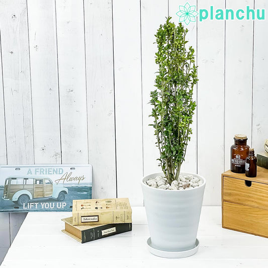PLANCHU 観葉植物 アイレクス スカイペンシル 6号鉢 受け皿付き Ilex crenata ‘Sky Pencil’ 庭木 植木 ツゲ イヌツゲ