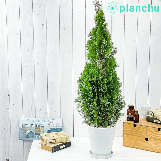 PLANCHU 観葉植物 コニファー エメラルド 6号鉢 受け皿付き 育て方説明書付き Thuja occidentalis ‘Smaragd’ 庭木 植木 針葉樹 クリスマスツリー