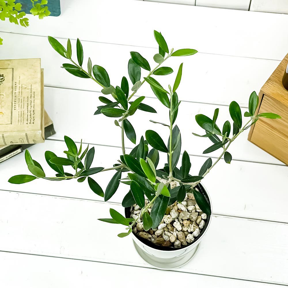 PLANCHU 観葉植物 オリーブ 品種おまかせ 2種セット 4号鉢 受け皿付き 育て方説明書付き Olea europaea 果樹苗 苗木