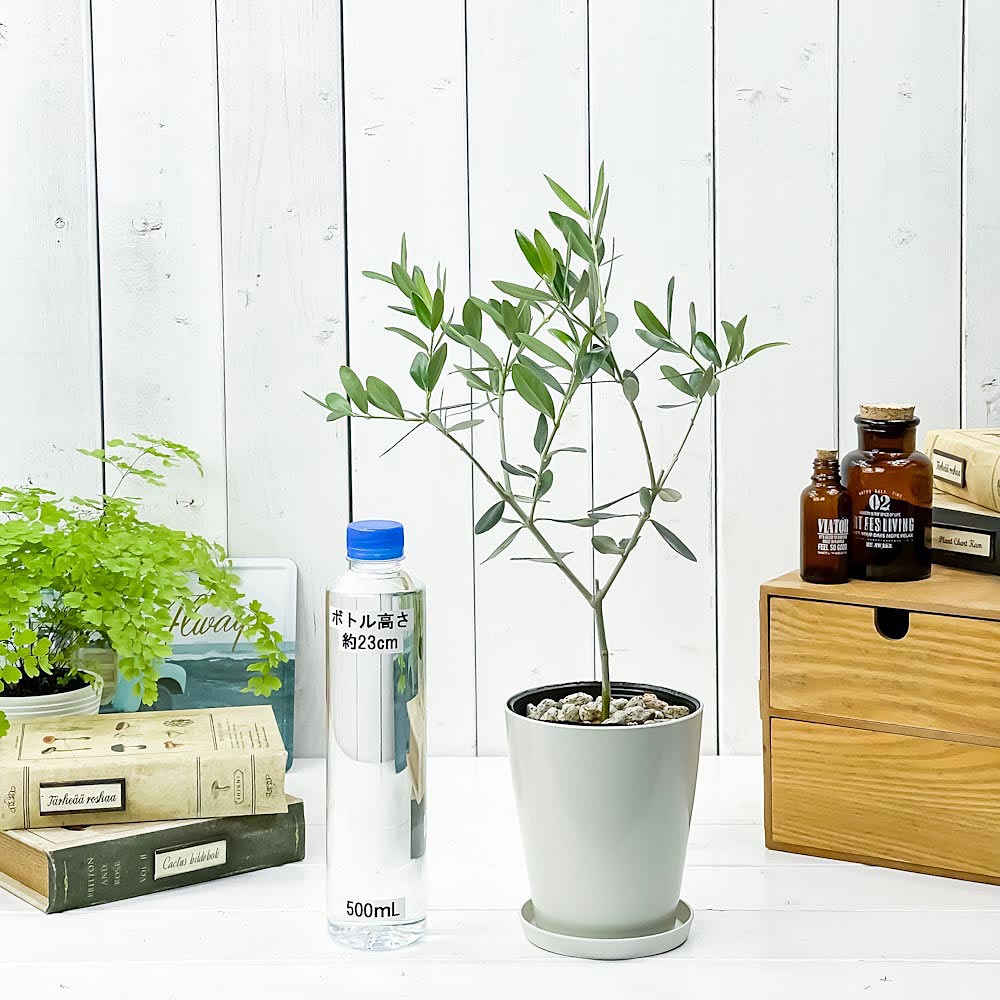PLANCHU 観葉植物 オリーブ バーデル 4号鉢 受け皿付き 育て方説明書付き Olea europaea 果樹苗 苗木