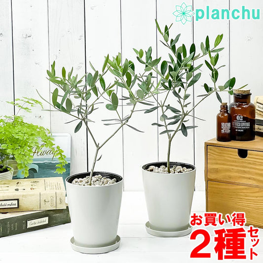 PLANCHU 観葉植物 オリーブ 品種おまかせ 2種セット 4号鉢 受け皿付き 育て方説明書付き Olea europaea 果樹苗 苗木