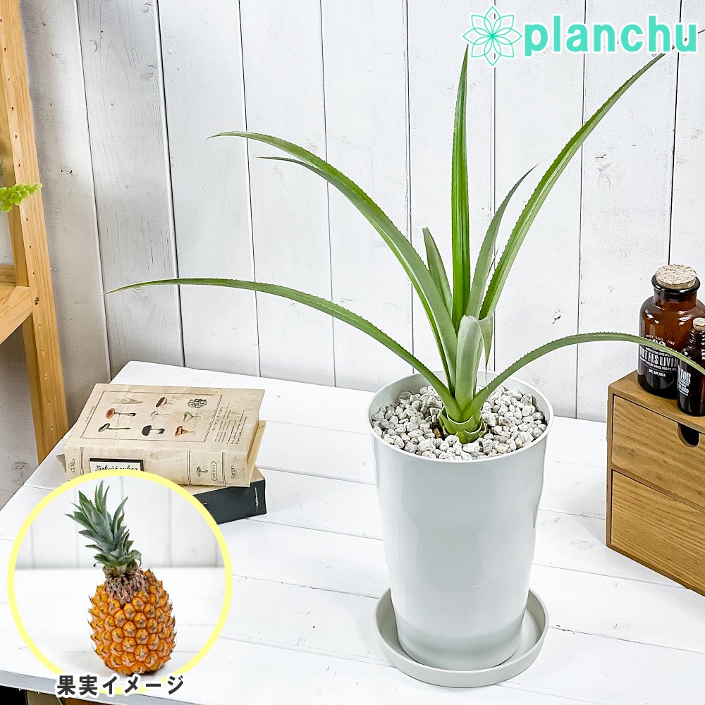 PLANCHU 熱帯果樹 パイナップル スナックパイン 6号鉢 受け皿付き 育て方説明書付き Ananas cv. アナナス ブロメリア 果樹苗