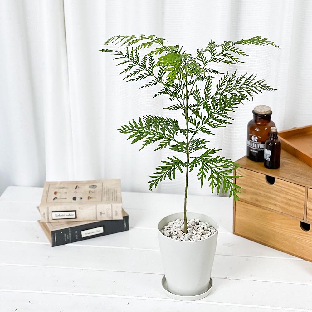 PLANCHU 観葉植物 グレビレア ロブスタ 4号鉢 受け皿付き 育て方説明書