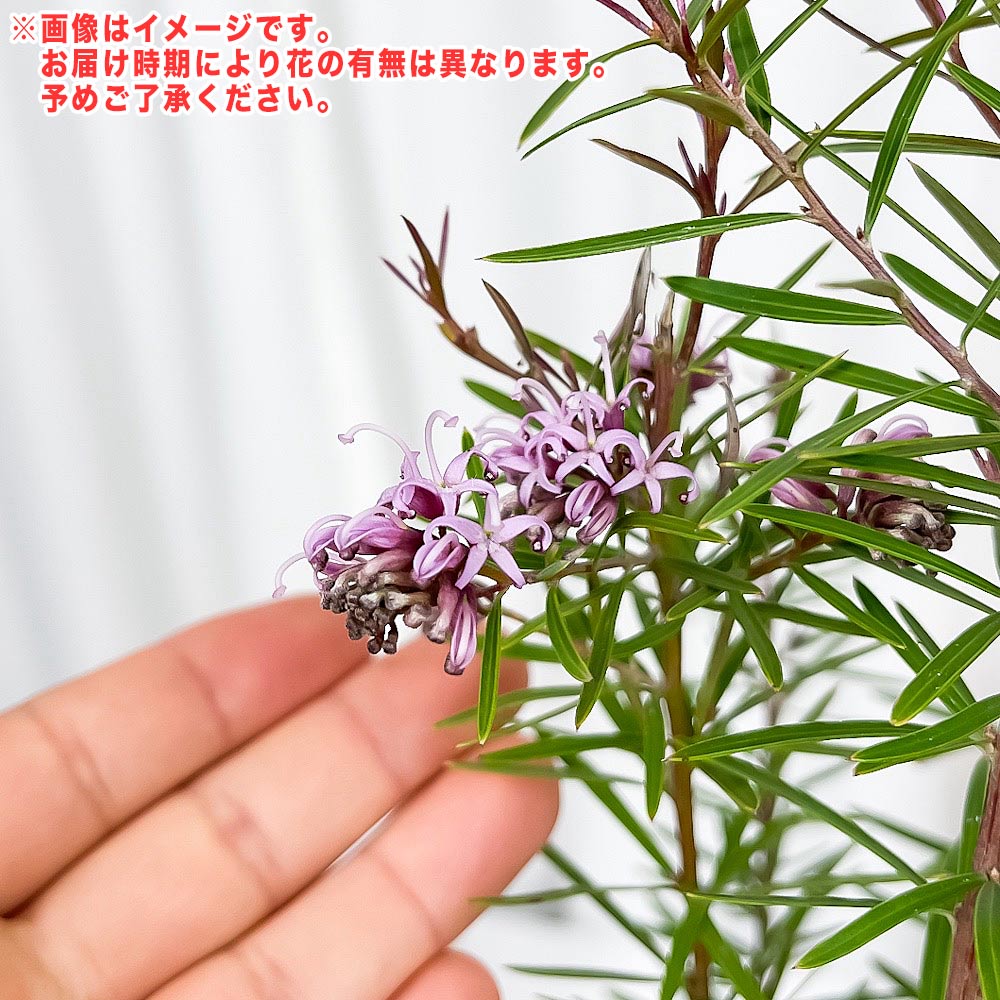 PLANCHU 観葉植物 グレビレア ハニージョー 5号鉢 受け皿付き 育て方説明書付き Grevillea ‘Honey Jo’ オージープランツ 庭木 花木