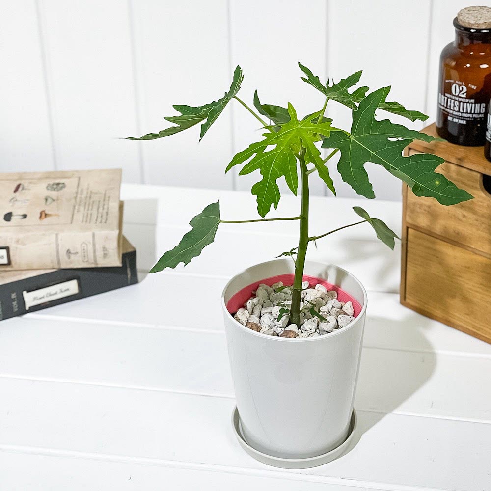 パパイヤ – 観葉植物専門店プランチュ