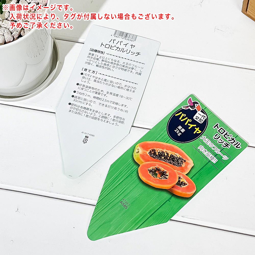 PLANCHU 熱帯果樹 パパイヤ トロピカルリッチ 4号鉢 受け皿付き 育て方説明書付き Carica papaya cv. 苗 苗木 観葉植物