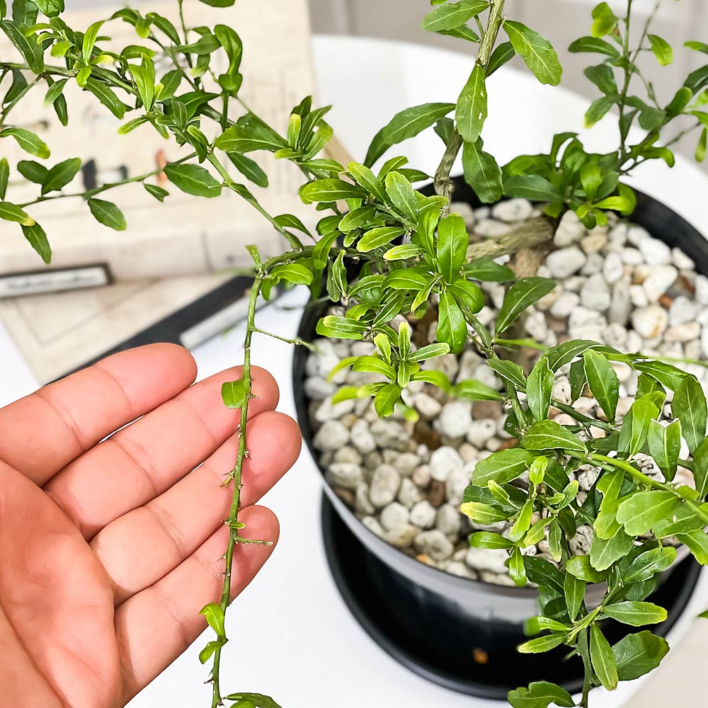 PLANCHU 熱帯果樹 フィンガーライム グリーンアリストンビル 6号スリット鉢 受け皿付き 育て方説明書付き Citrus australasica cv. フルーツキャビア 果樹苗 柑橘苗 観葉植物