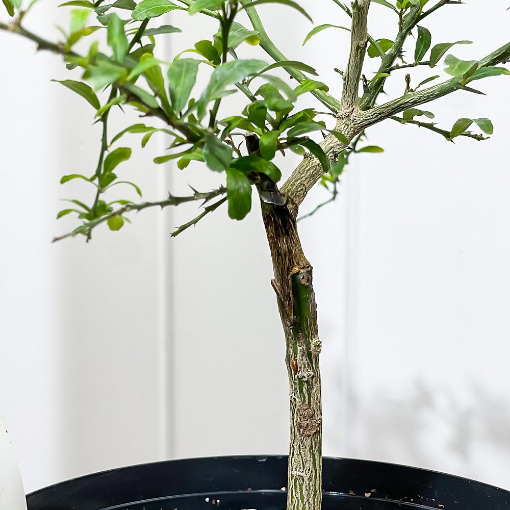 PLANCHU 熱帯果樹 フィンガーライム グリーンアリストンビル 6号スリット鉢 受け皿付き 育て方説明書付き Citrus australasica cv. フルーツキャビア 果樹苗 柑橘苗 観葉植物
