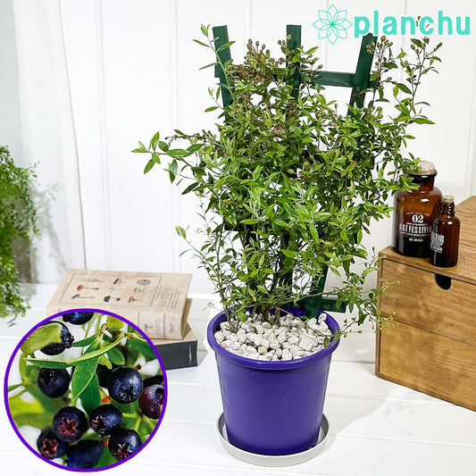 PLANCHU 果樹 ビルベリー トレリス仕立て 5号鉢 受け皿付き 育て方説明書付き Vaccinium myrtillus 苗 苗木 庭木 植木 ブルーベリー