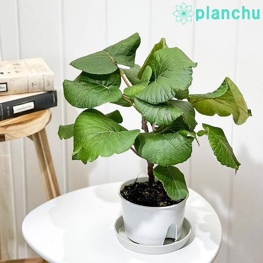 PLANCHU 果樹 キウイフルーツ 雌木 スーパーゴールド 接ぎ木苗 4号鉢 Actinidia chinensis cv. ゴールドキウイ アクチニジア 果樹苗 苗