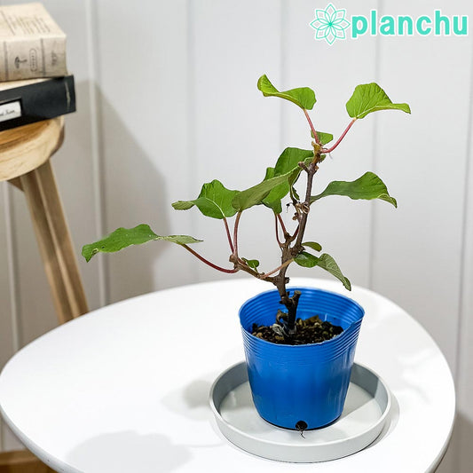 PLANCHU 果樹 キウイフルーツ 雄木 トムリ 接ぎ木苗 3.5号ポット Actinidia chinensis cv. アクチニジア 果樹苗 苗