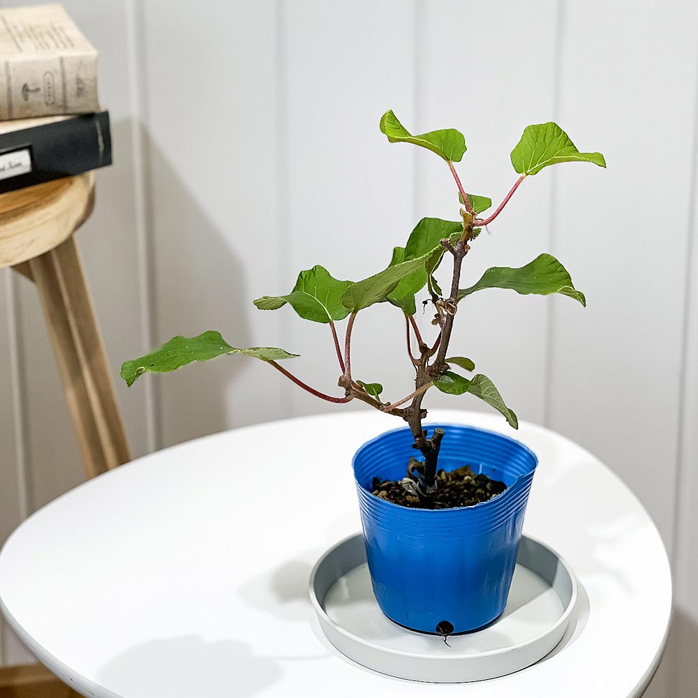 PLANCHU 果樹 キウイフルーツ 雄木 トムリ 接ぎ木苗 3.5号ポット Actinidia chinensis cv. アクチニジア 果樹苗 苗