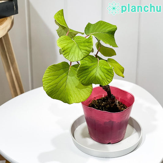 PLANCHU 果樹 キウイフルーツ 雄木 孫悟空 接ぎ木苗 3.5号ポット Actinidia chinensis cv. アクチニジア 果樹苗 苗