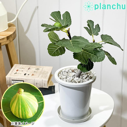 PLANCHU 果樹 イチジク ゼブラスイート 5号鉢 Ficus carica cv. フィカス 果樹苗 苗 レア品種