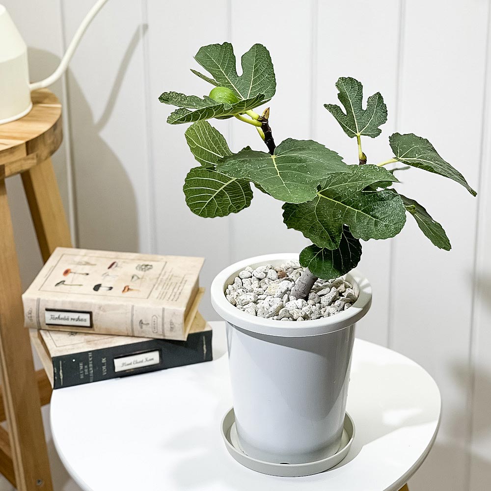 PLANCHU 果樹 イチジク ゼブラスイート 5号鉢 Ficus carica cv. フィカス 果樹苗 苗 レア品種