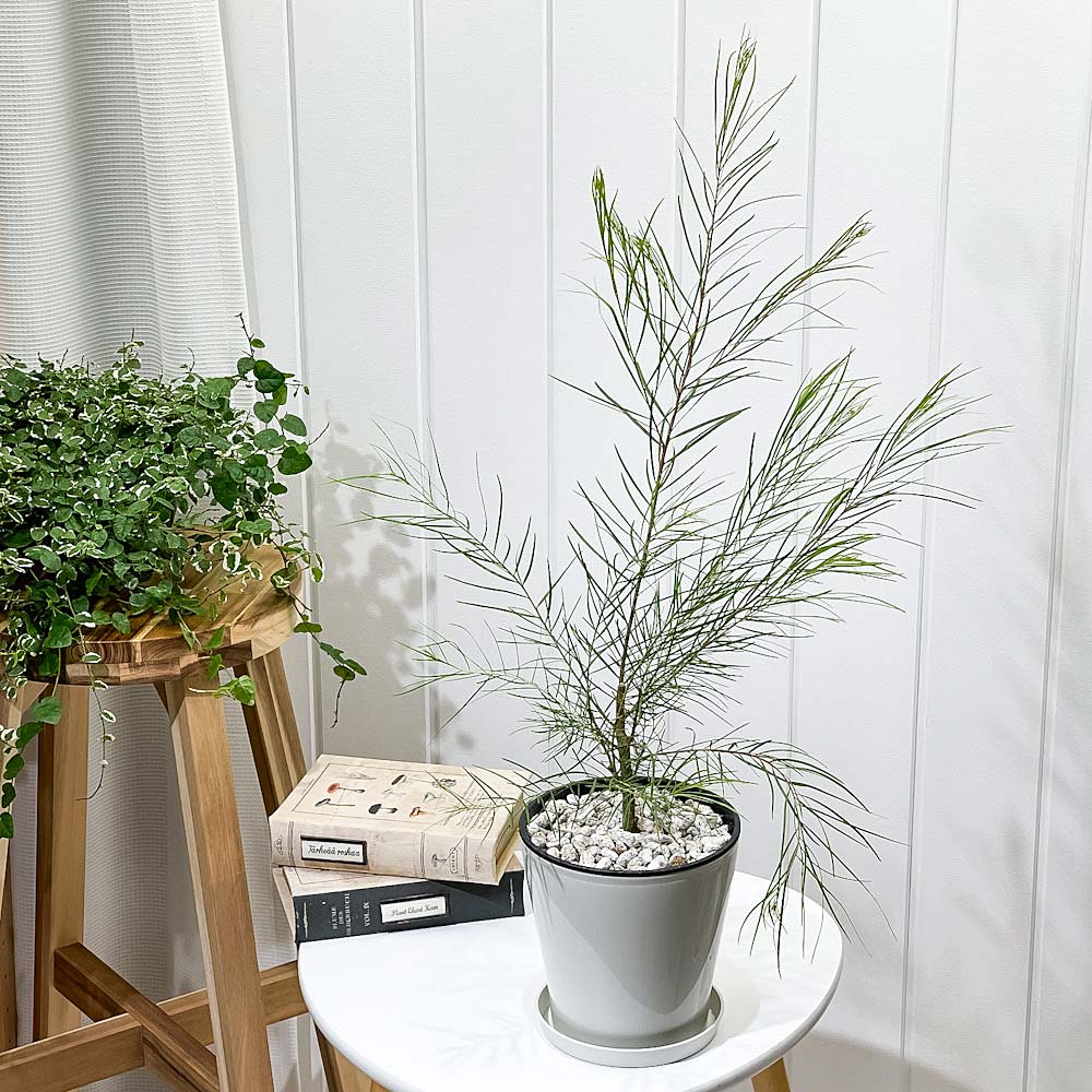 アカシアフロリバンダ オージー　常緑樹 鉢植え　引取り限定　シンボルツリー PLANCHU 観葉植物 アカシア フロリバンダ 5号鉢 受け皿付き 育て方説明
